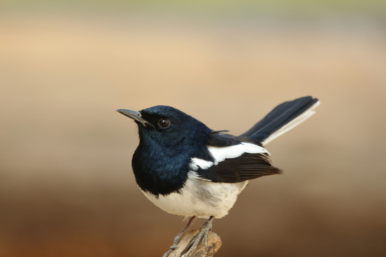 image Oriental Magpie-Robin